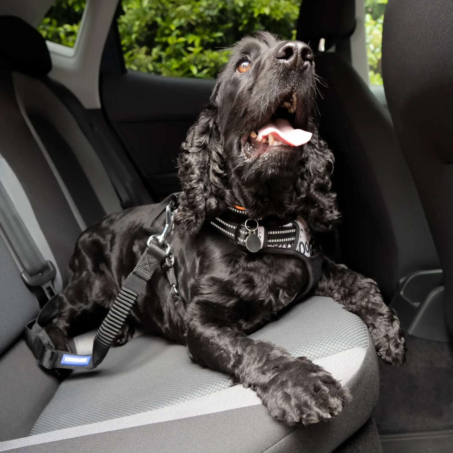 Seat Belt Restraint Battersea Dog Adjustable Universal Fit Clip Safety Drive Car