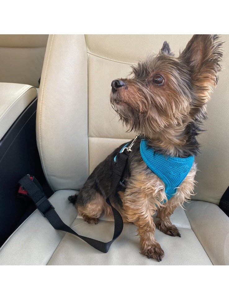 Sakura Dog Seat Belt Travel Strap | SS5491, Universal Fitting,