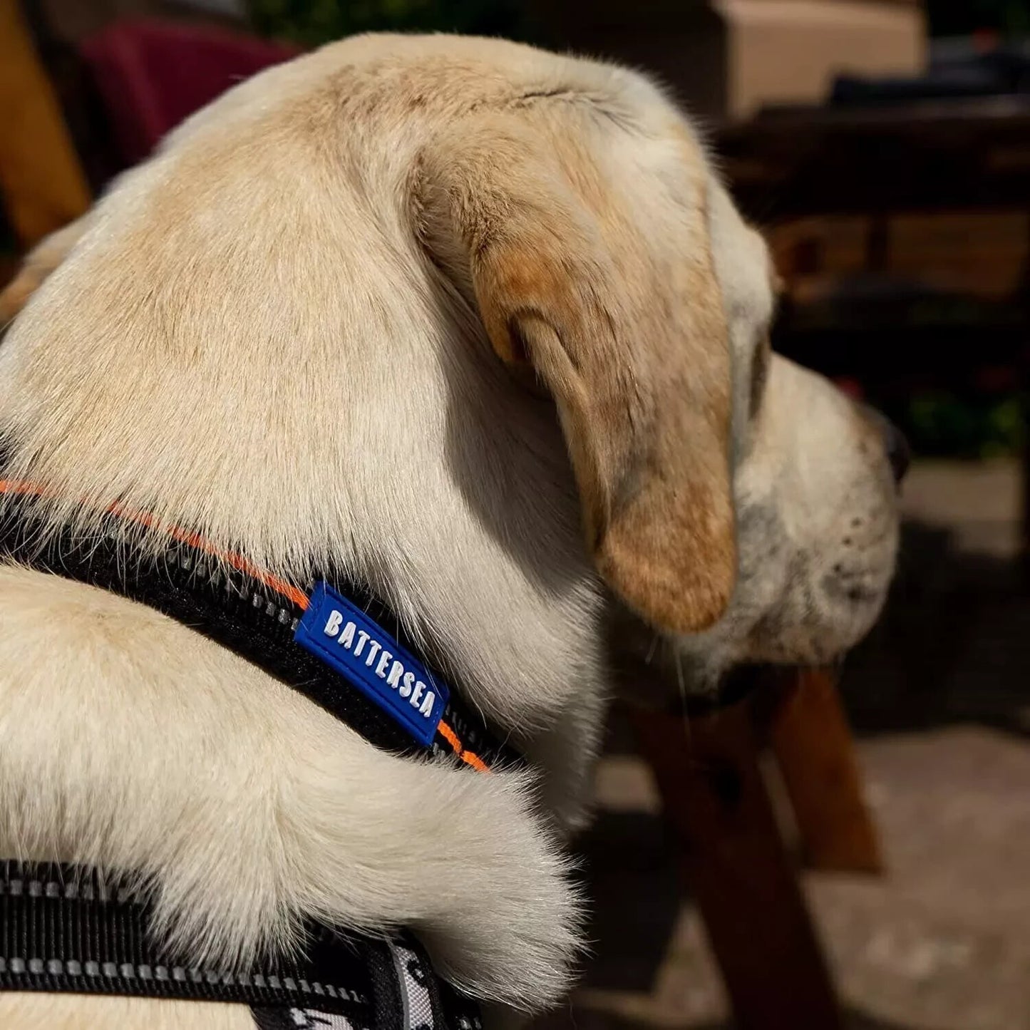 Battersea Reflective Dog Collar Orange L