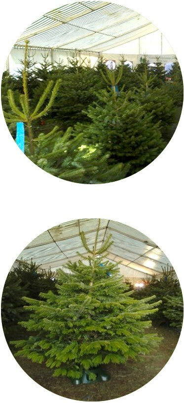 deluxe Christmas Tree Stand AQUATS