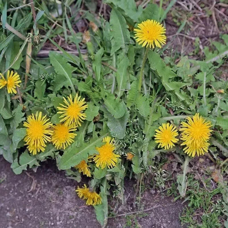 1 L Doff Advanced Glyphosate Knockdown Weed killer Spray Kills Weeds/Roots
